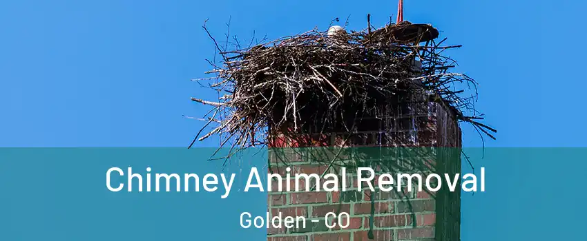  Chimney Animal Removal Golden - CO
