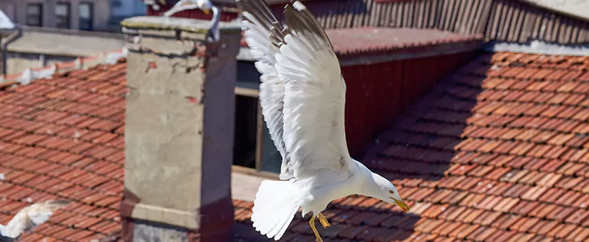 Residential Chimney Animal Removal Solution in Golden, CO