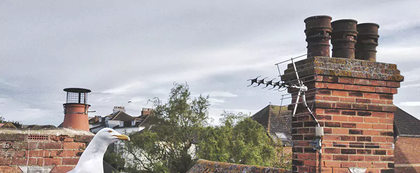 Chimney Cleaning And Restoration in Golden, Colorado